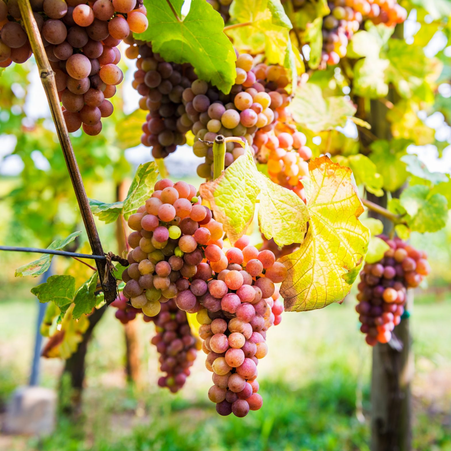 Ripe grapes in fall in Alsace, France